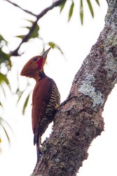 Ringed Woodpecker (Celeus torquatus)